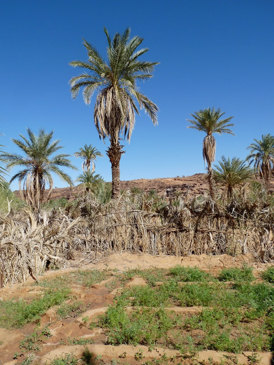 Agriculture en Mauritanie